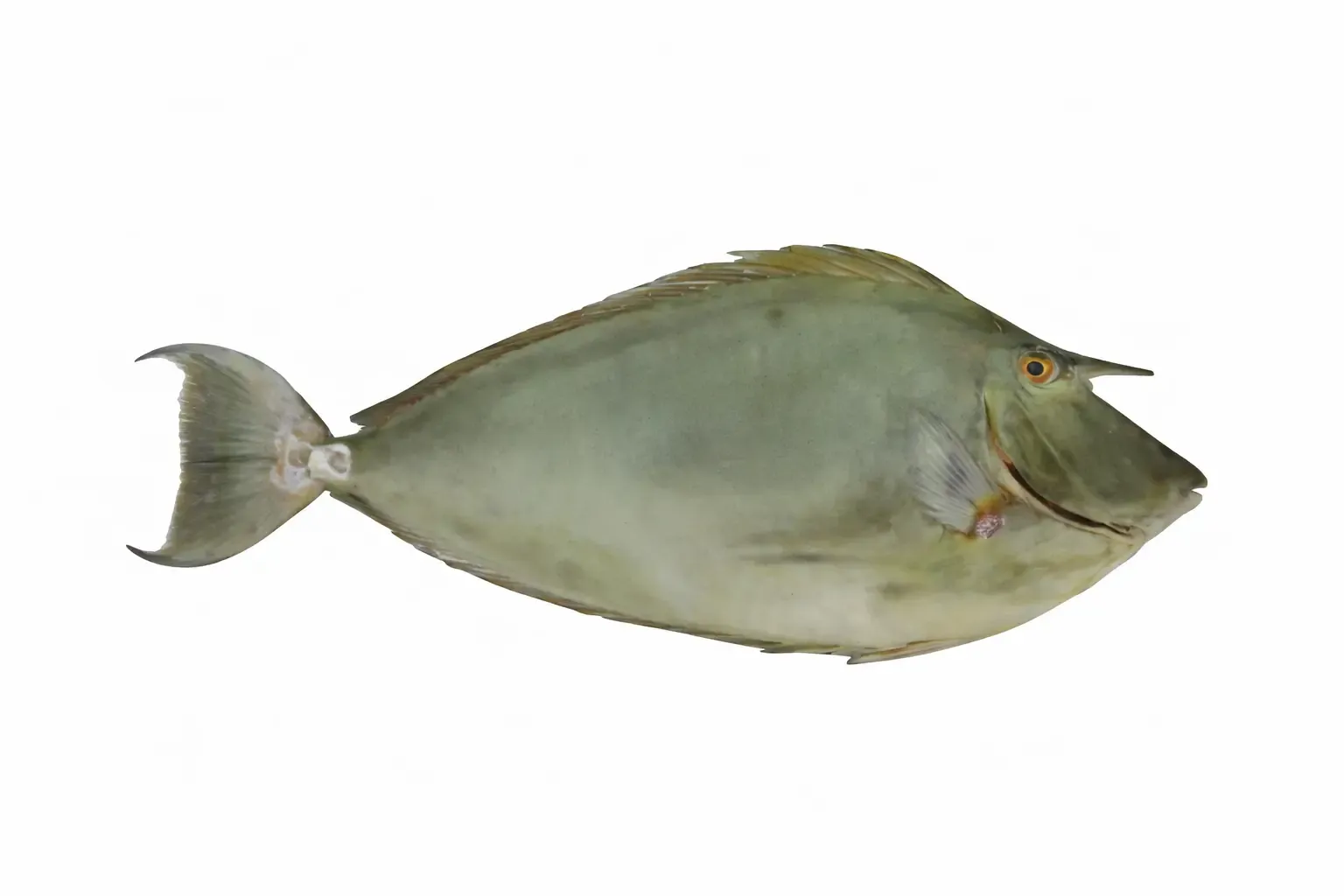 Unicorn Fish Ta Fiji | A & S Distributors
